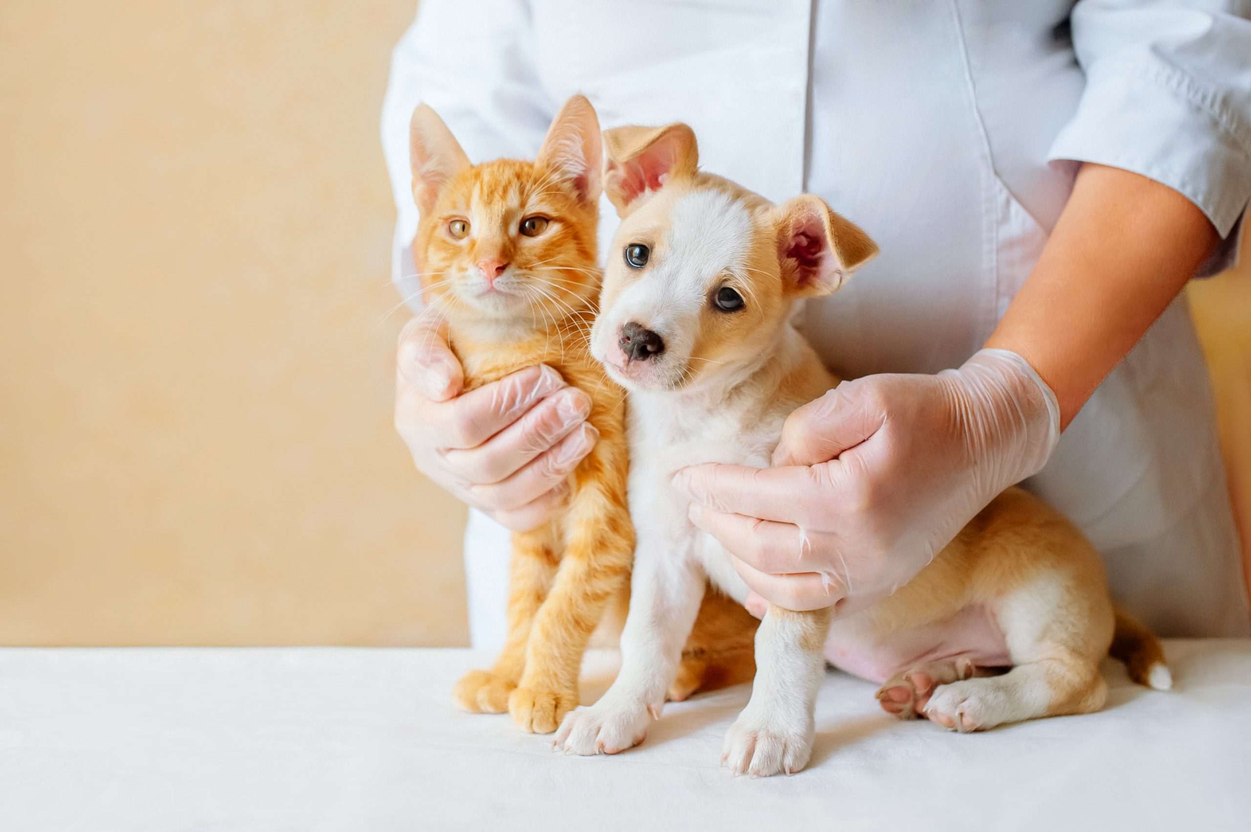 Vet,Examining,Dog,And,Cat